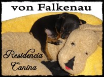 Hotel de perros Algaida