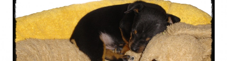 Residencia Canina y Felina von Falkenau